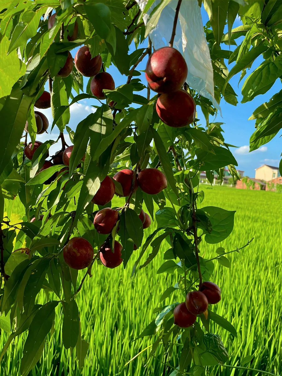 Sacha40989764's tweet photo. I really like to eat fruit that is very medium https://t.co/h6OcYAAJNq