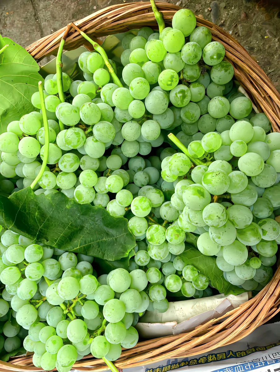 Sacha40989764's tweet photo. I really like to eat fruit that is very medium https://t.co/h6OcYAAJNq