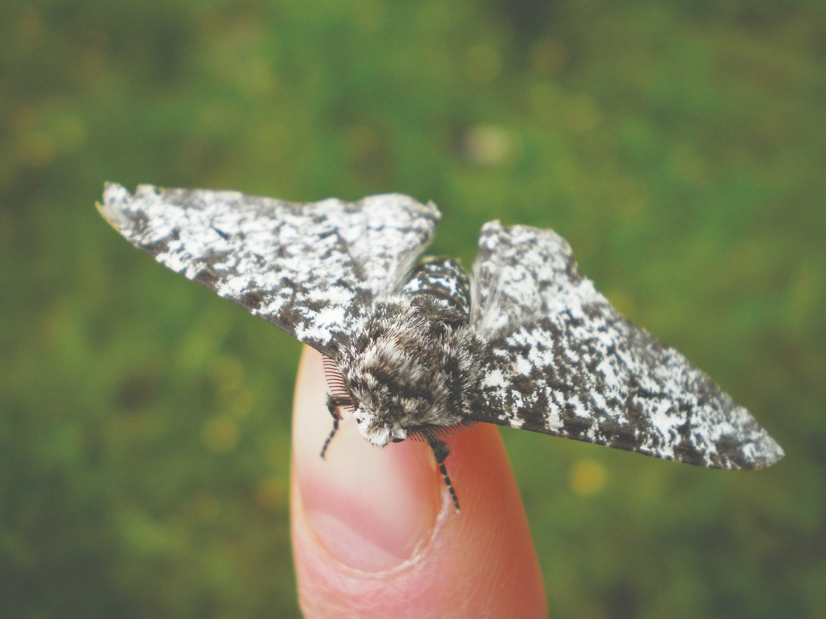 Yorkshire Wildlife Trust - follow us on Bluesky 🦋 tweet media