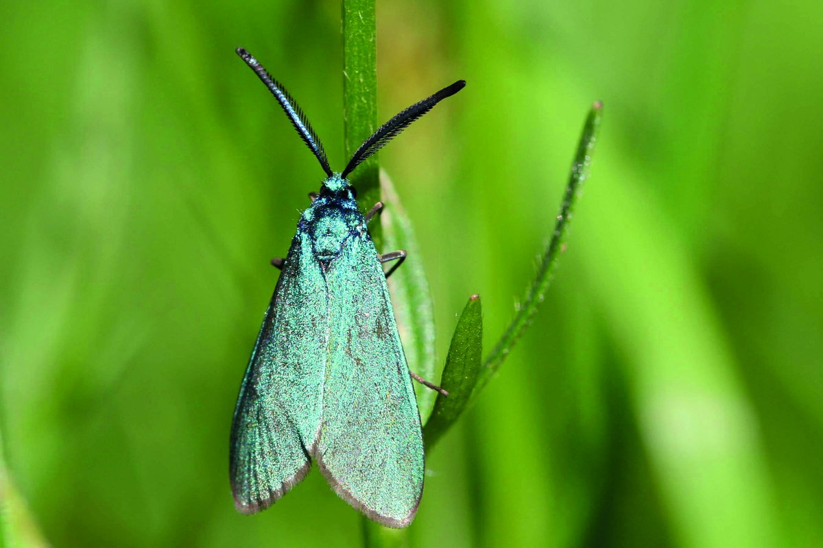 Yorkshire Wildlife Trust - follow us on Bluesky 🦋 tweet media