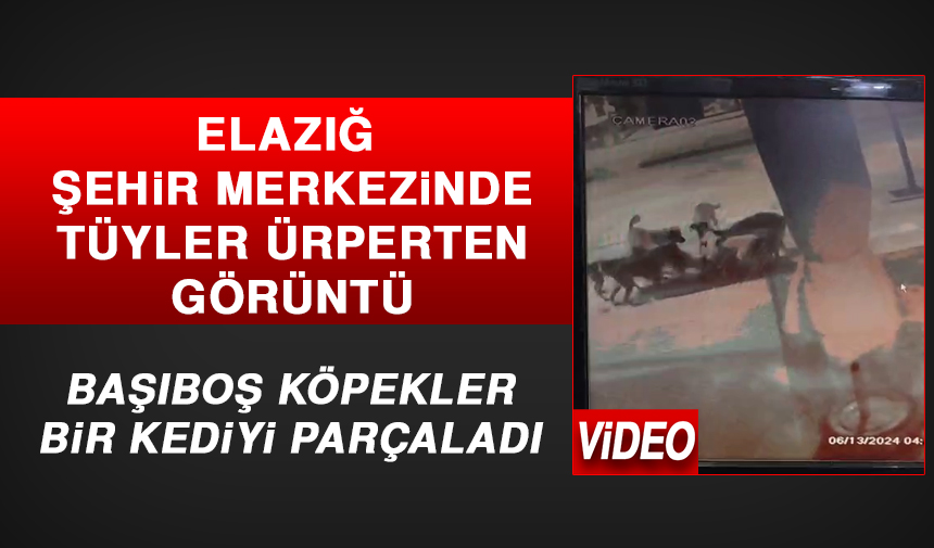 elazigsonhaber's tweet image. Elazığ&apos;da Sahipsiz Köpekler, Bir Kediyi Parçaladı!

elazigsonhaber.com/elazigda-sahip…

#BaşıboşKöpek #SahipsizKöpekler