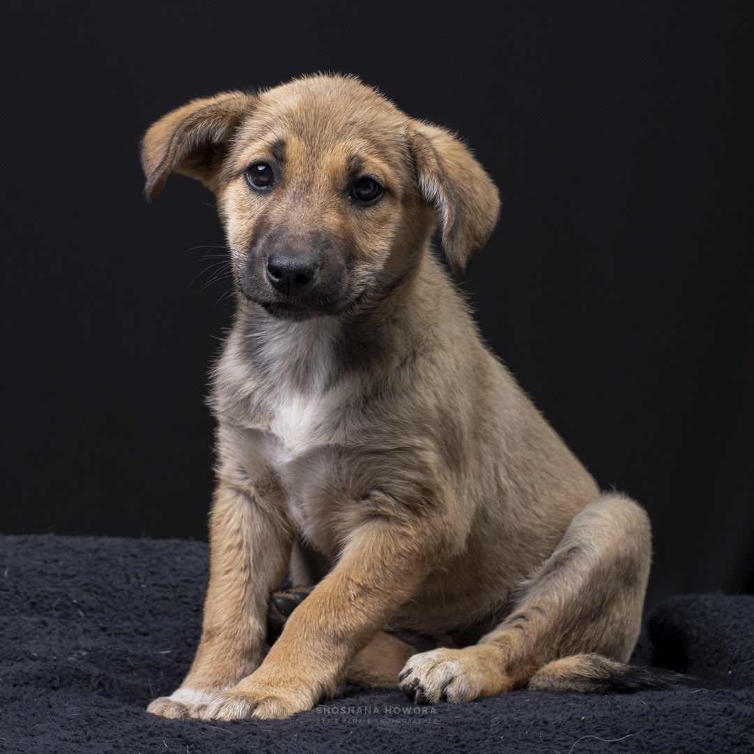 Alina_Gag's tweet photo. Comparto fotos y texto de @occstella (contactar directo 💓)

Hola soy Maya! Una cachorra de 3 meses! Me encontraron en un terreno baldío con mi hermanito. Pasábamos mucha hambre, frío y con todas las pulgas que teníamos era muy difícil ser feliz. Unas personas me rescataron y https://t.co/lCkKXMTXfa