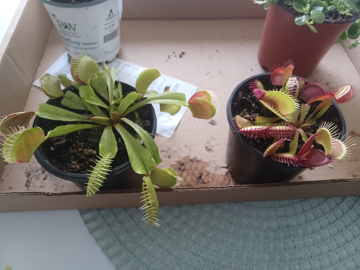 Cutestpoptart's tweet photo. #Flytraps #VenusFlytraps #Plants
I got new babies!! :D Their names are Kurt and Nibbles.
I've taken care of flytraps before but if you have any care tips that would help thx. π https://t.co/U8DiQQZkee
