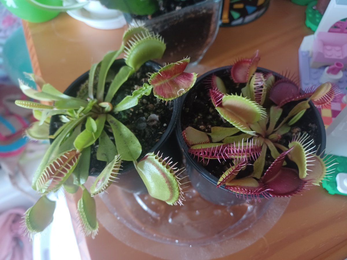 Cutestpoptart's tweet photo. #Flytraps #VenusFlytraps #Plants
I got new babies!! :D Their names are Kurt and Nibbles.
I've taken care of flytraps before but if you have any care tips that would help thx. π https://t.co/U8DiQQZkee