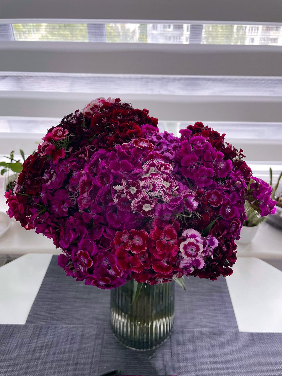 kikirin36's tweet photo. #Flowers #flowercolors
#FlowersOfTwitter #flowersphoto #NaturePhotograhpy
#NatureBeautiful #naturelovers #nature_vibes #naturephotgraphy #FlowersOfX https://t.co/ykDhKsPeut