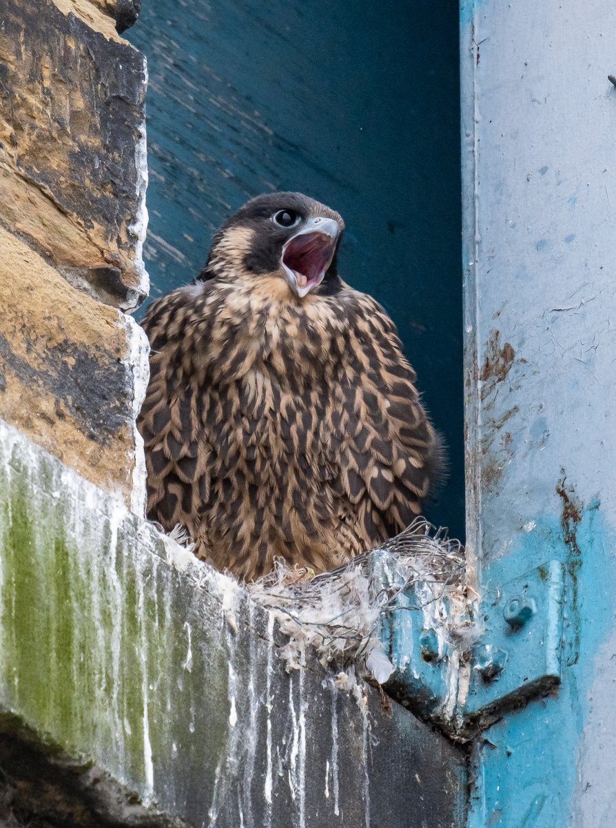 Three down, one to go. No dramas on the towpath this morning. Two juveniles on the flat roof near the nest and one on the factory roof on the other side of the canal! <a href="/huddperegrines/">Huddersfield Peregrines</a> <a href="/WfldPeregrines/">Wakefield Peregrines</a> <a href="/yorkshirewild/">Steve Farley</a>