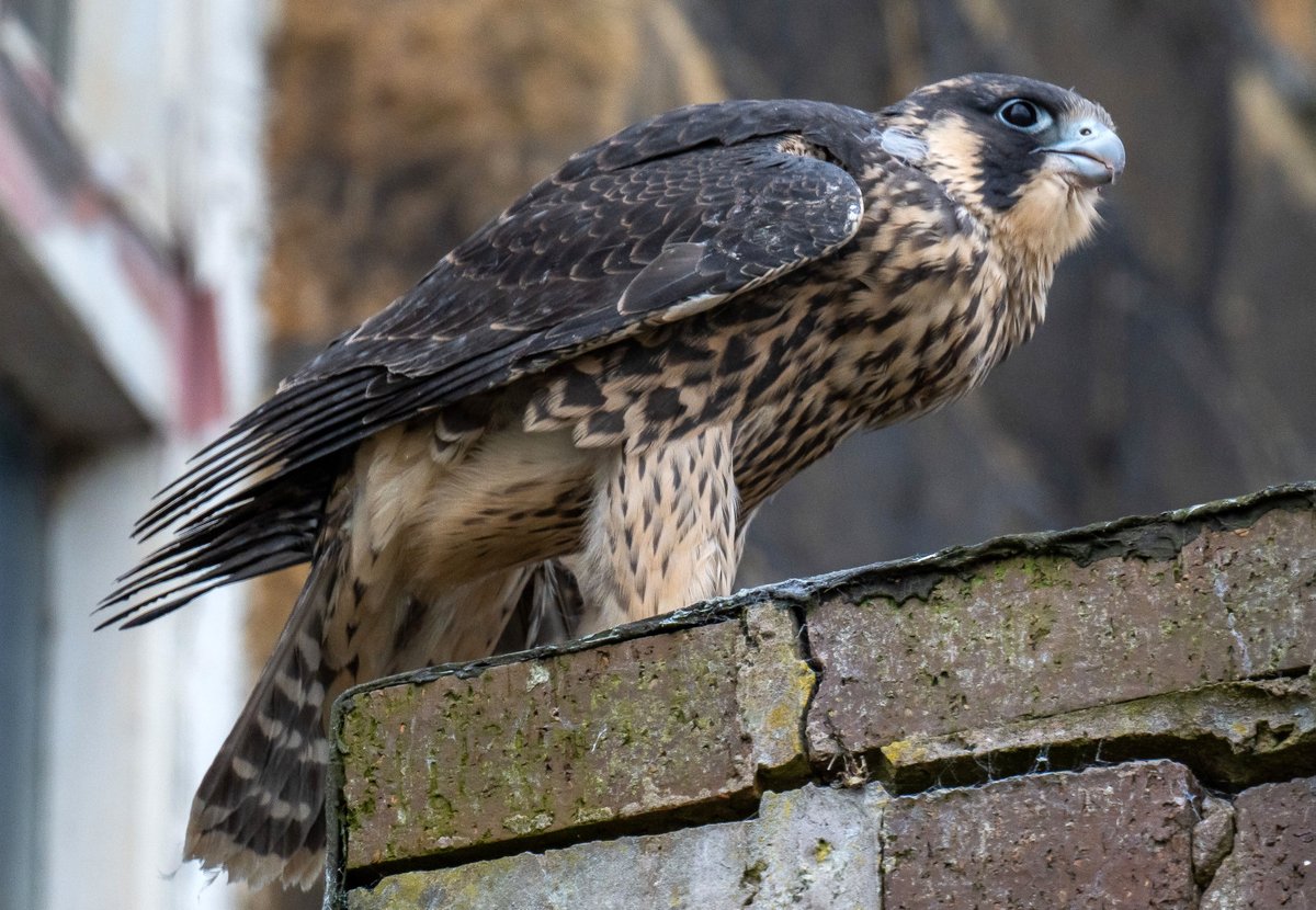 phil_smithson's tweet photo. Three down, one to go. No dramas on the towpath this morning. Two juveniles on the flat roof near the nest and one on the factory roof on the other side of the canal! @huddperegrines @WfldPeregrines @yorkshirewild https://t.co/Yt3LQV39La