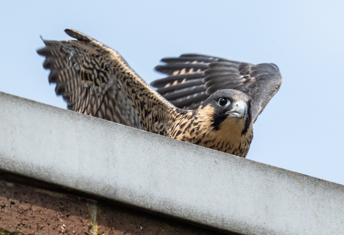 phil_smithson's tweet photo. Three down, one to go. No dramas on the towpath this morning. Two juveniles on the flat roof near the nest and one on the factory roof on the other side of the canal! @huddperegrines @WfldPeregrines @yorkshirewild https://t.co/Yt3LQV39La
