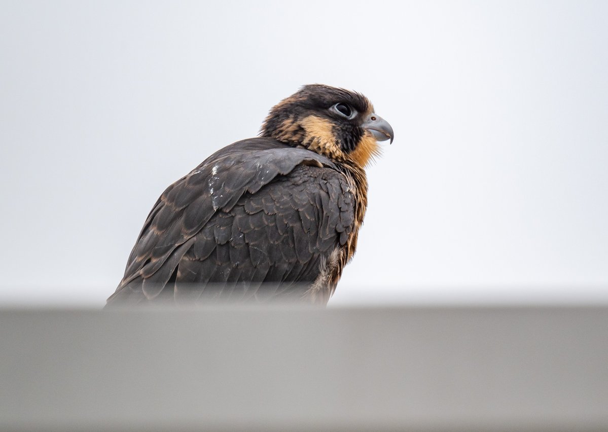 phil_smithson's tweet photo. Three down, one to go. No dramas on the towpath this morning. Two juveniles on the flat roof near the nest and one on the factory roof on the other side of the canal! @huddperegrines @WfldPeregrines @yorkshirewild https://t.co/Yt3LQV39La