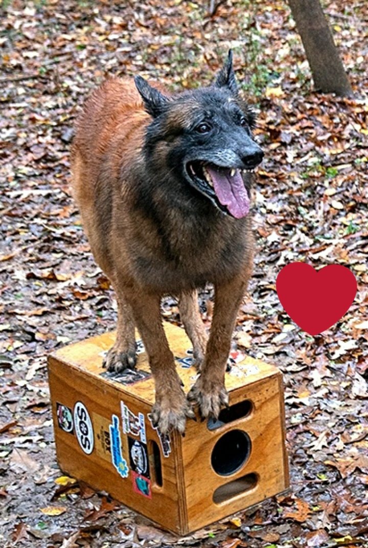 Linda__Luz's tweet photo. 😭😭😭
RIP Seven 💔
you were a good boy https://t.co/cwvk38C2xT