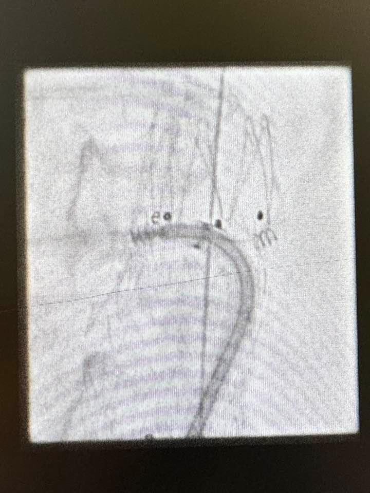 Vascular UHP tweet media