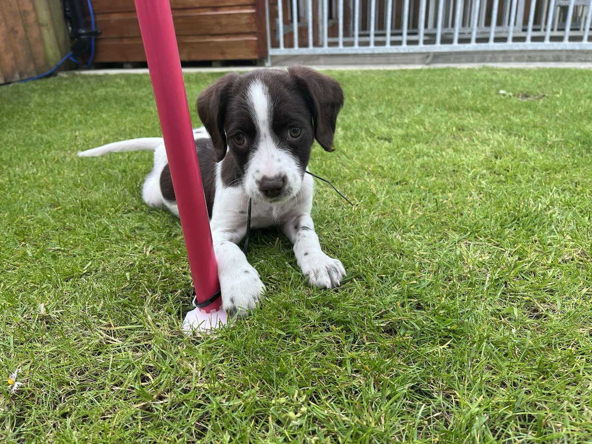 NS PoliceDogs tweet media