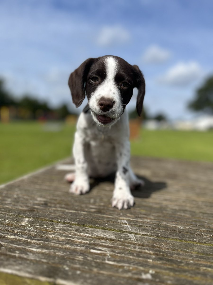 NS PoliceDogs tweet media