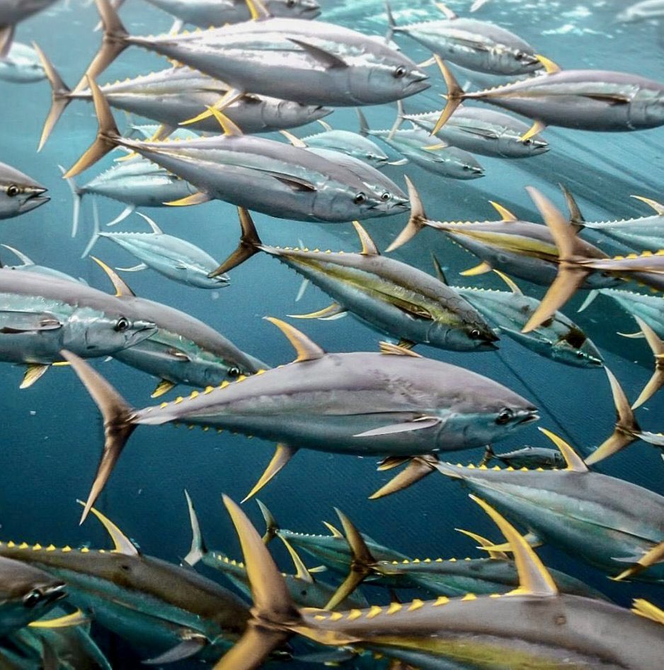 BombsAndFish's tweet photo. TUNA CAN BE TEENAGERS - Our paper that validates yellowfin and bigeye tuna lifespan in the western and central Pacific Ocean is released. Otolith sections reveal annual growth zones. We also establish new Pacific bomb-produced radiocarbon references. OA: https://t.co/8F8CXhQmde https://t.co/A3eRZjsApG