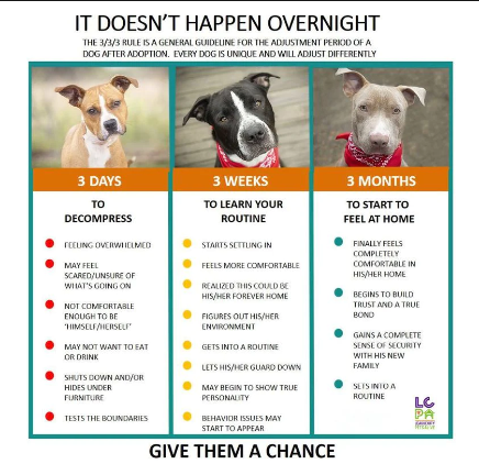 EASpenser's tweet photo. #AdoptedDogs #NeedTime to #decompress. The more change, chaos, loss, bewilderment, & sadness they've experienced, the more time they'll need. #PleaseShare this #RuleOf3s. https://t.co/mMmKpsyANF