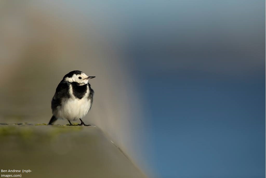 RSPB England (@rspbengland) on Twitter photo Pied Wagtails sure do live up to their reputation for strange nesting sights <a href="/BBCSpringwatch/">BBC Springwatch</a> They're known to have nested in cars, abandoned machinery and more! Have you spotted any unusual bird nesting sites? We'd love to hear and maybe see! Share with us below #Springwatch 🐣 Pied Wagtails sure do live up to their reputation for strange nesting sights <a href="/BBCSpringwatch/">BBC Springwatch</a> They're known to have nested in cars, abandoned machinery and more! Have you spotted any unusual bird nesting sites? We'd love to hear and maybe see! Share with us below #Springwatch 🐣