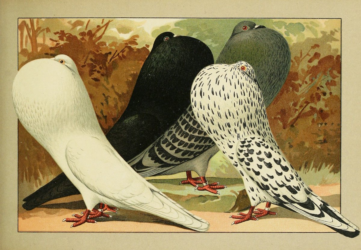 The Public Domain Review tweet media