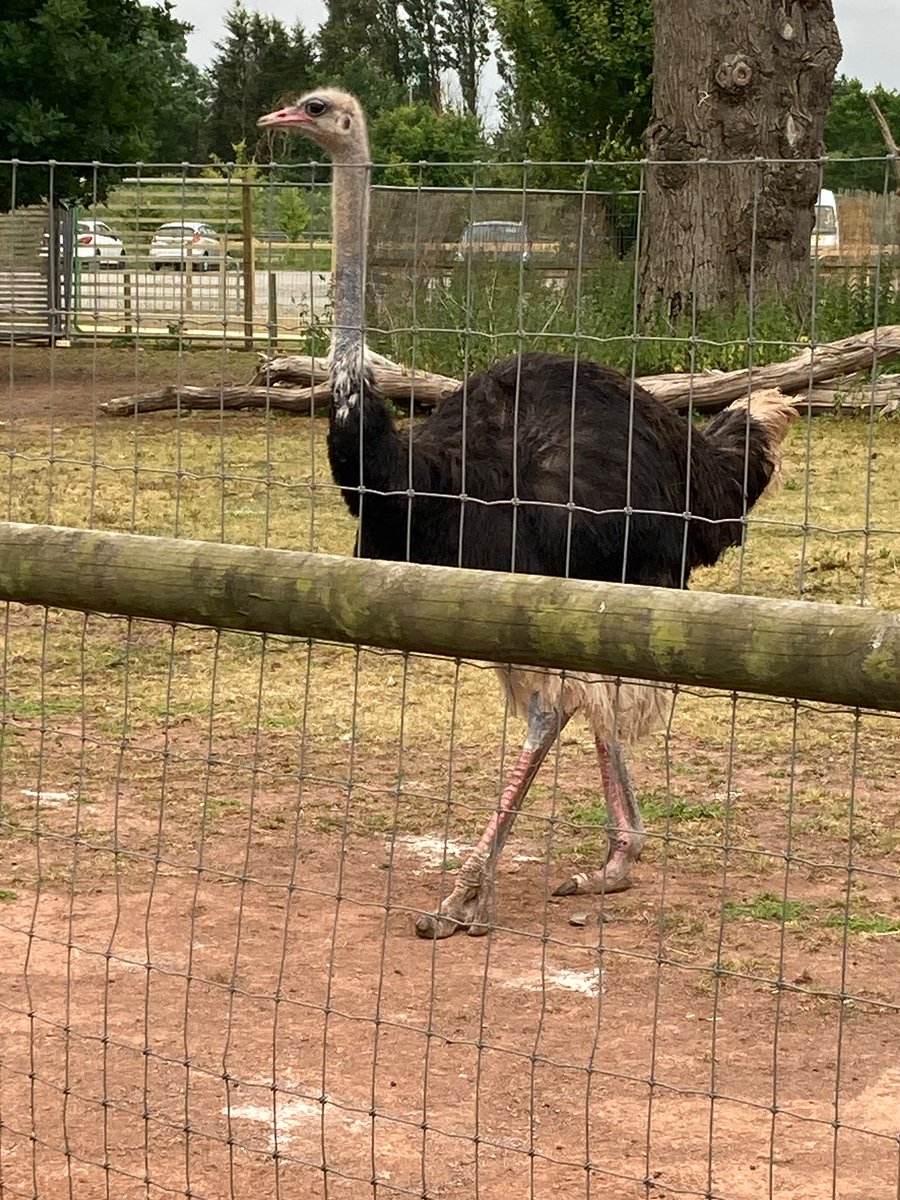 We found the tallest animal 🦒and the largest bird!