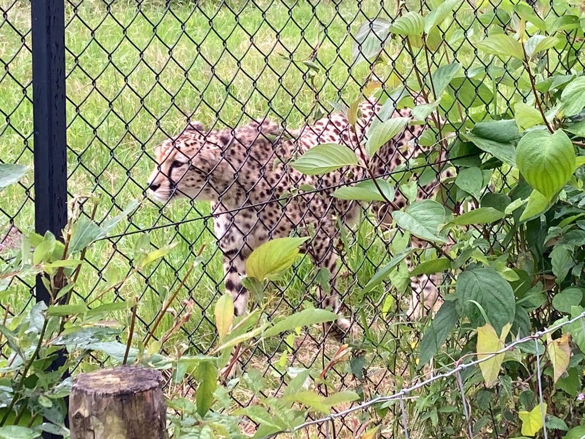 Off we go searching for the animals we have been learning about. We found the cheetah, the fastest land animal!
