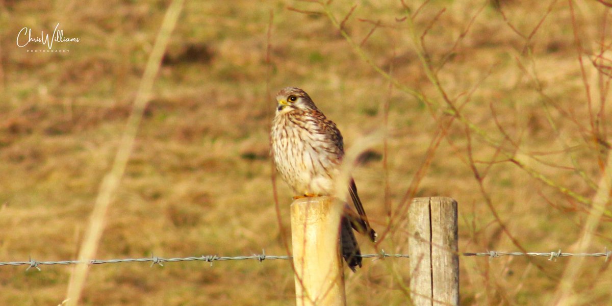 c_willsy21's tweet photo. RSPB St Aidan’s and RSPB Fairburn Ings #springwatch https://t.co/NJyLlHJPcU