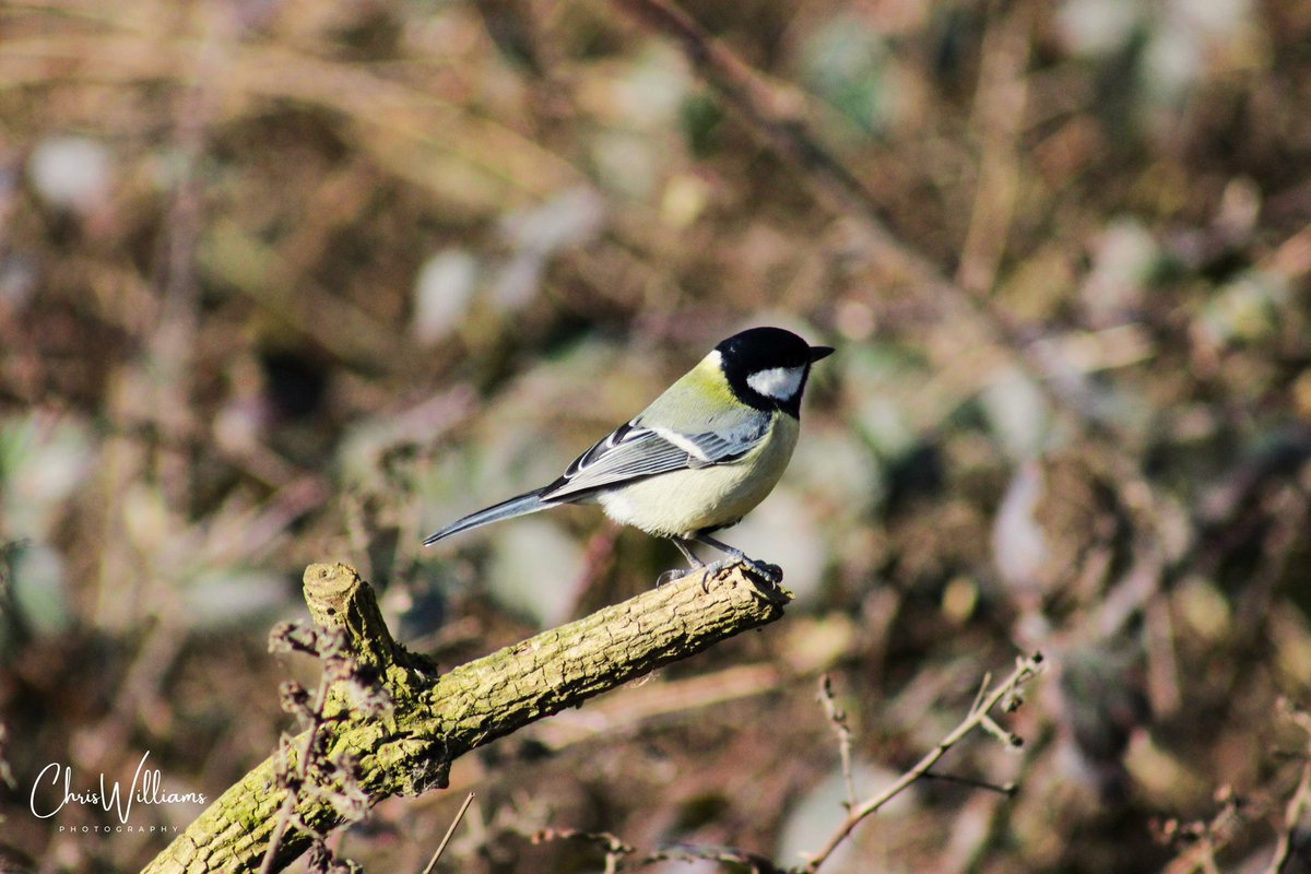 c_willsy21's tweet photo. RSPB St Aidan’s and RSPB Fairburn Ings #springwatch https://t.co/NJyLlHJPcU