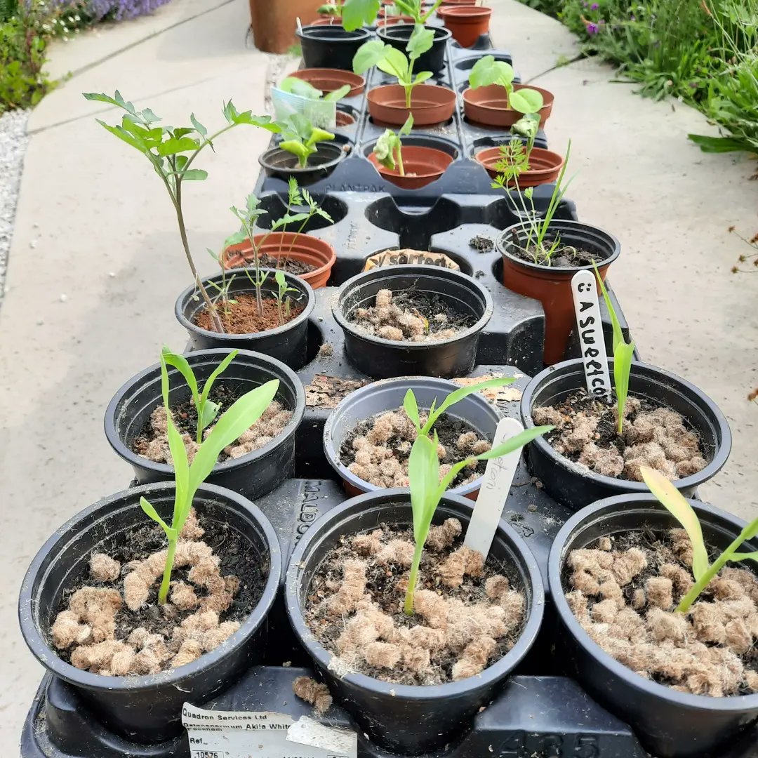 Pascale Vassie 🧡💙 tweet media