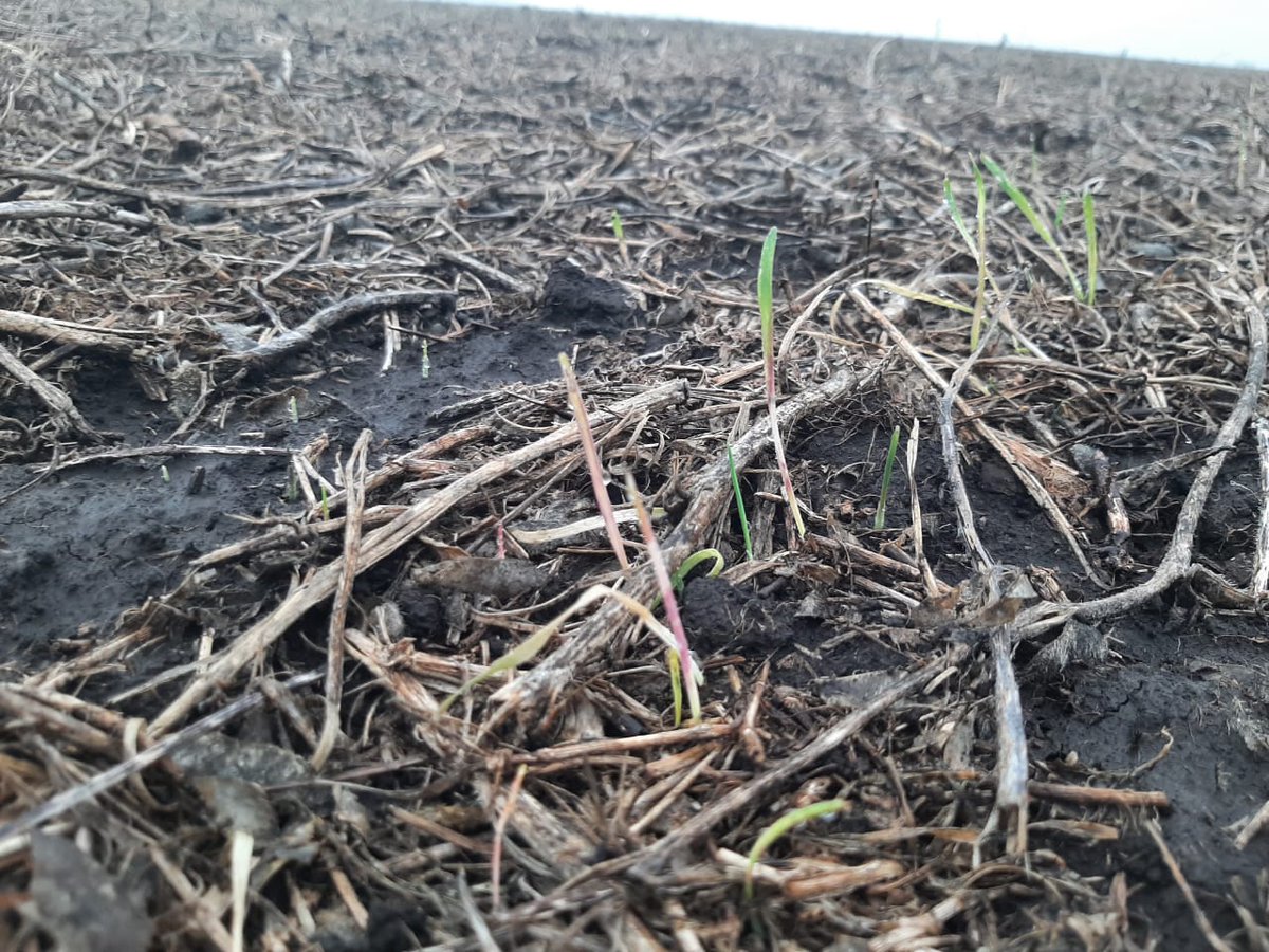 Aleferretti tweet media