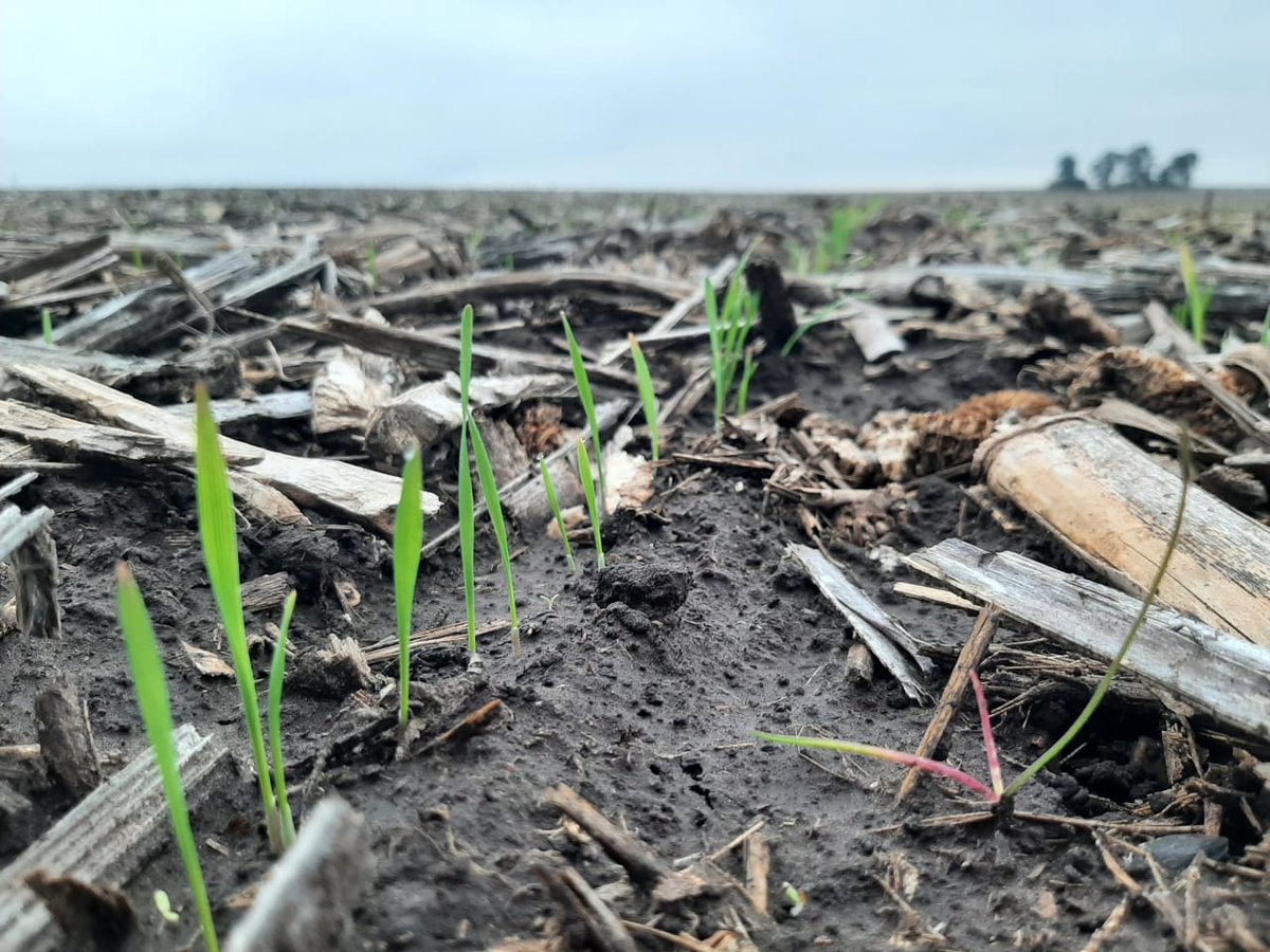 Aleferretti tweet media