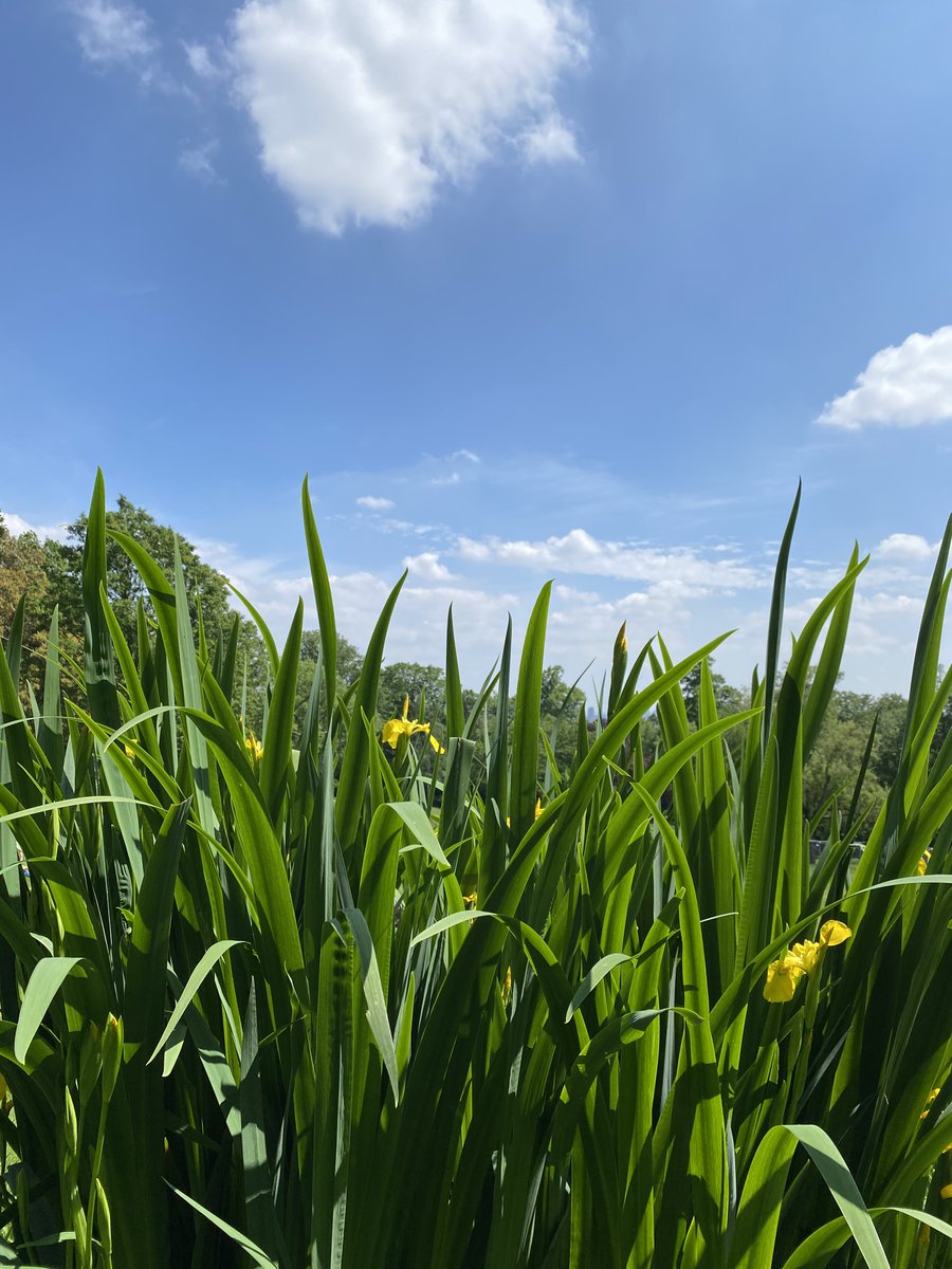 Highgate Festival tweet media