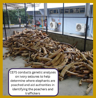 UW Center for Environmental Forensic Science tweet media