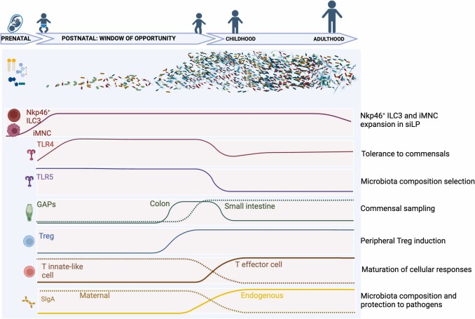 Society for Mucosal Immunology tweet media