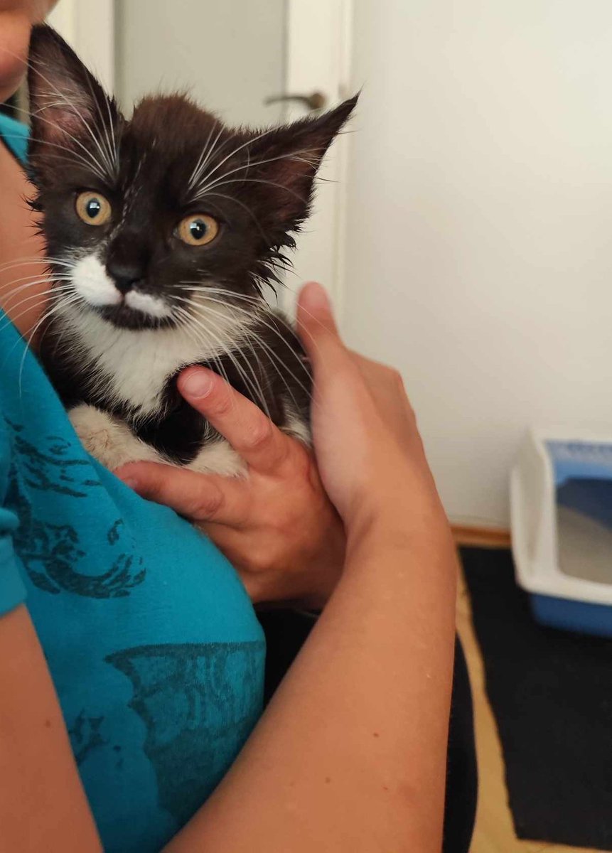 EiriYu's tweet image. Kochani! Nowy gremlin na tymczasie, poznajcie Zosię