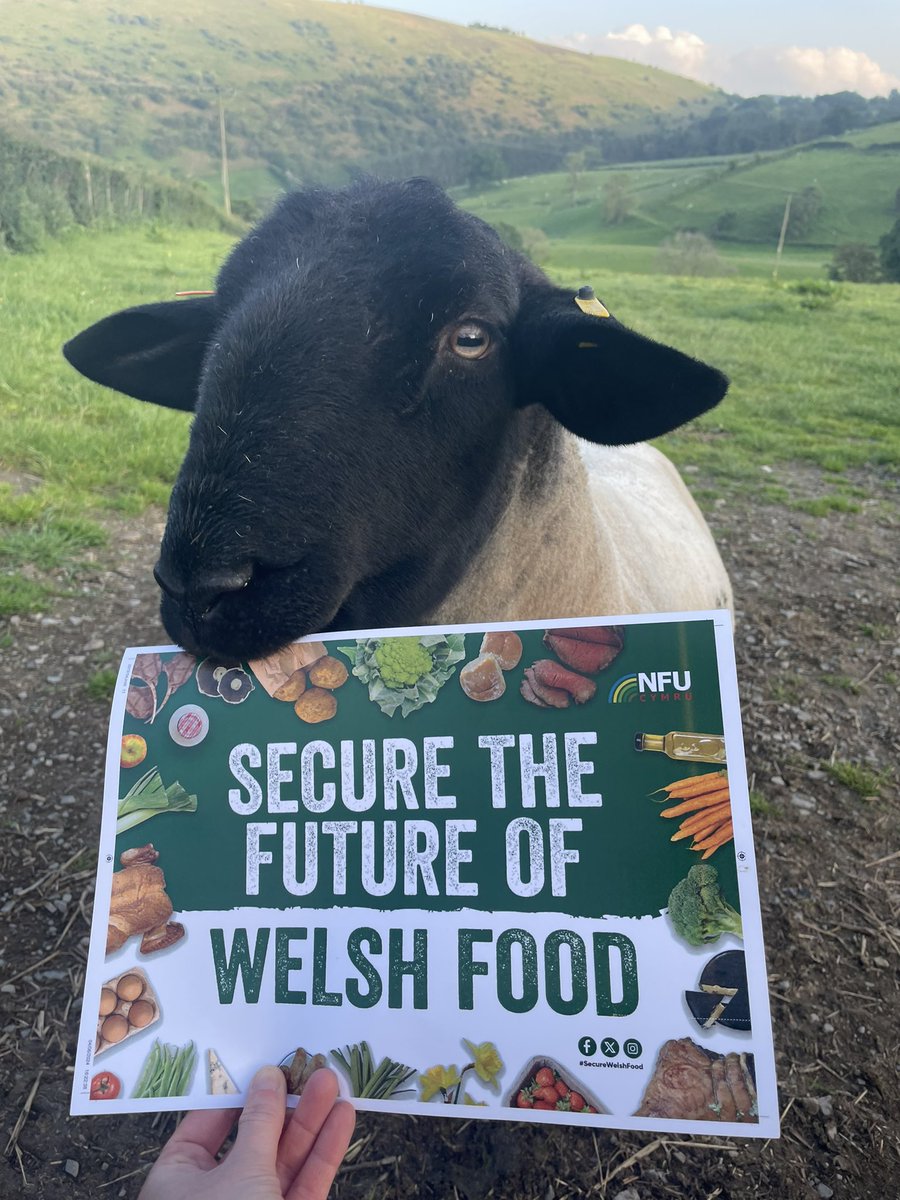 Lowri Price tweet media