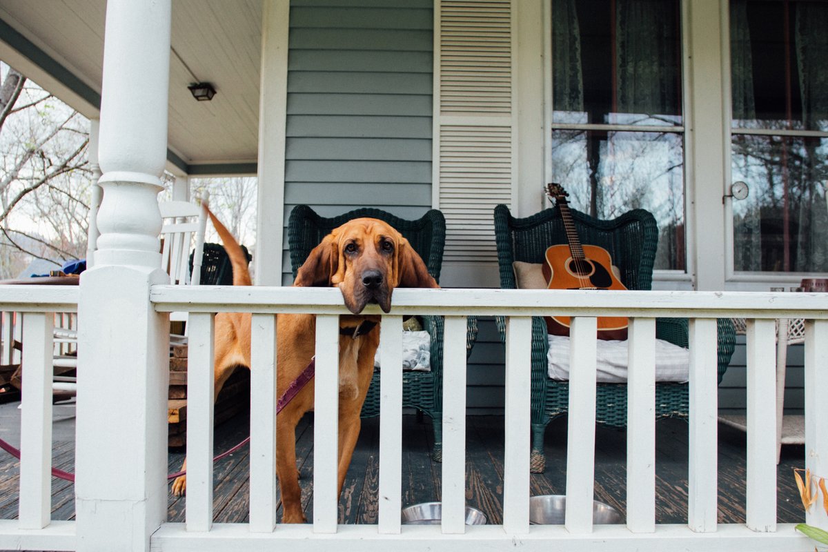 koverroos's tweet photo. We are gearing up for summer evenings on the porch around here! 🐾  Who's ready for a walk? https://t.co/c2vsyu7XHv