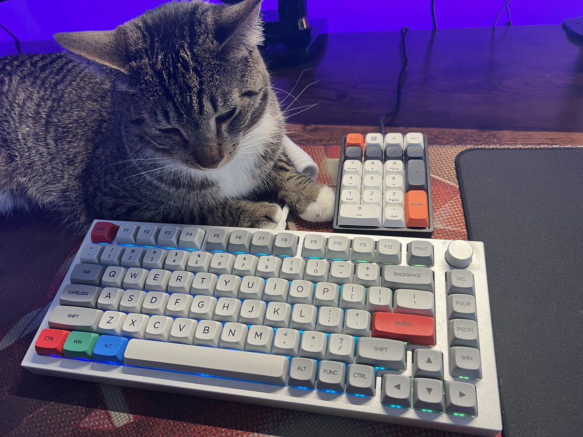 Glorious's tweet photo. calling all pet owners 🐕🗣️🐈

comment your pictures 😊👇 https://t.co/mzH9gdiDhW
