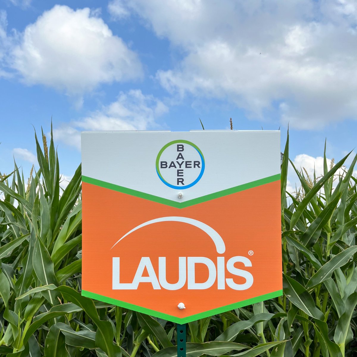 Looking for fast-acting, post-emergent control of tough broadleaf weeds (including glyphosate-resistant biotypes) like Canada fleabane, giant ragweed and waterhemp? Look at #Laudis.

The bonus? Excellent crop safety on corn. 👌 Check it out: bit.ly/3Czin7w #EastCdnAg