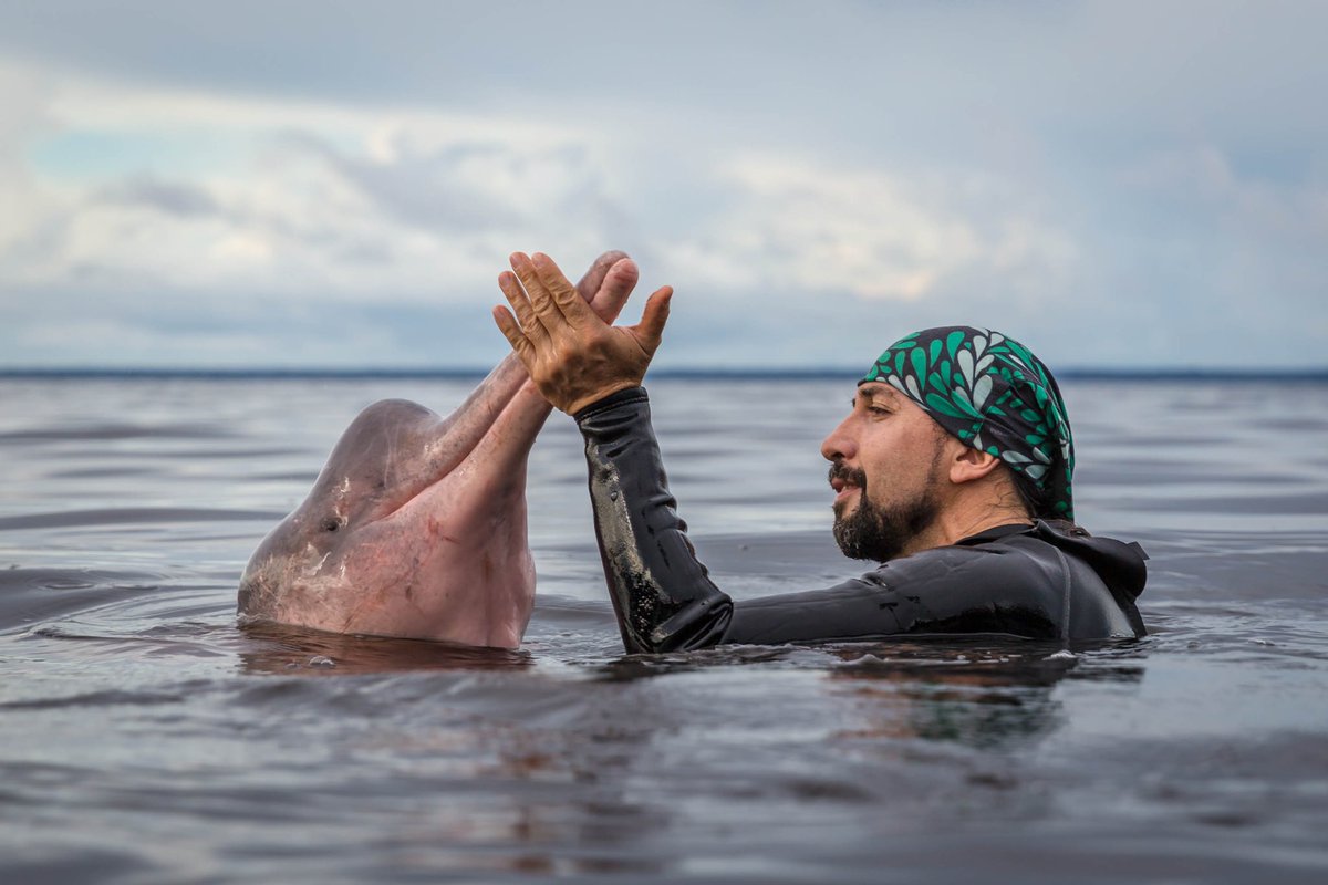 KipHottman's tweet image. A huge #SHOUTOUT to the 2024 Rolex @InsideNatGeo Explorer of the Year, Fernando Trujillo. I had the honor of working w/ Fernando on #ExplorerClassroom this year &amp;amp; his work w/ pink river dolphins in the Amazon is amazing! Congratulations &amp;amp; well deserved, Fernando! #HottmanLove