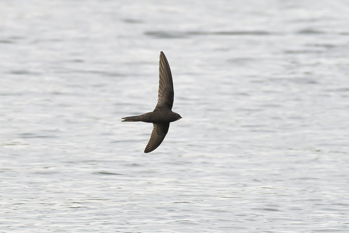Challenging but fun afternoon with the swifts on Startops reservoir today