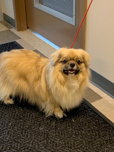 PetfindToronto's tweet image. #RATHBURN #RENFORTHPls RT2unite #FOUND #DOG- 11-Jun-24 #Toronto Animal Services A0719819 #WEST 416-338-6271 WHITE #TIBETANSPAN M/9Yr