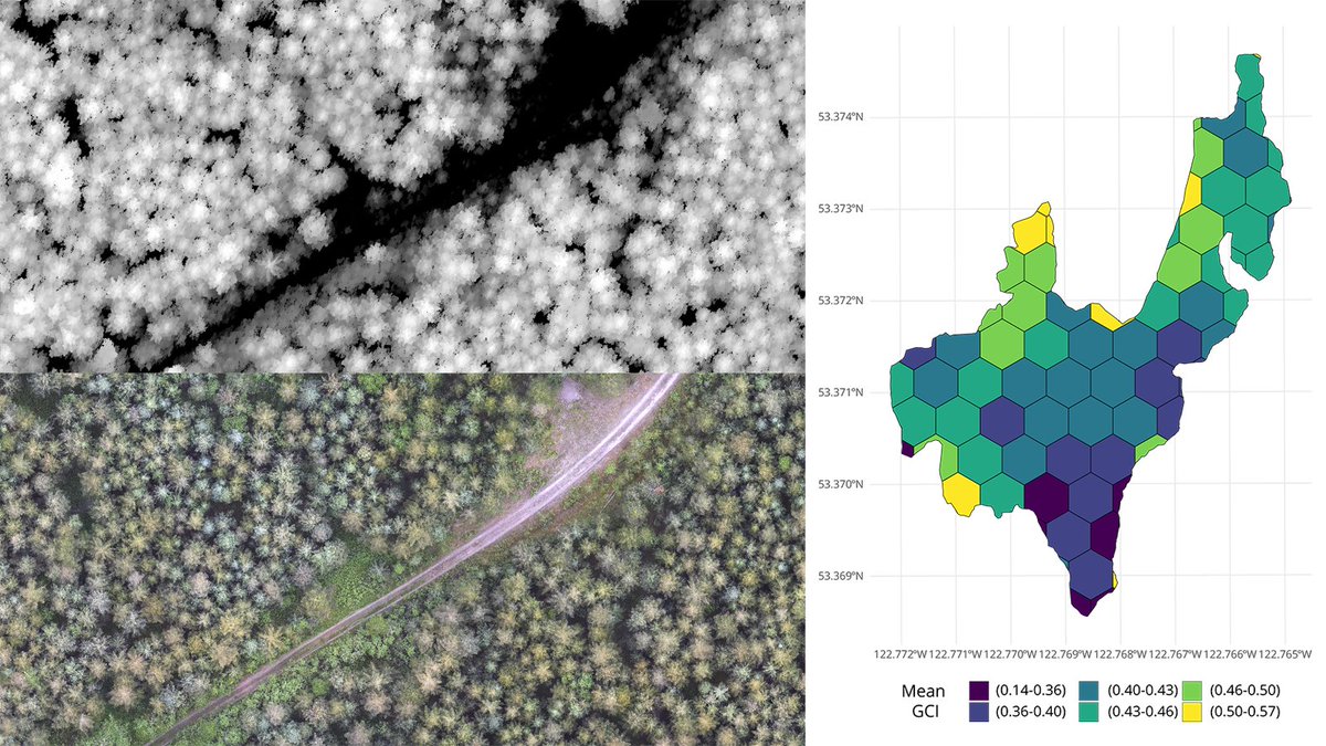 IRSS_UBC's tweet photo. 4/5:
Recent growth predictions and competition metrics were synthesized into a Growth Competition Index (#GCI), intended to inform forest managers hoping to prioritize thinning operations to optimize basal area growth.
#ForestManagement #ForestOperations #Forestry https://t.co/u8g14CIi70