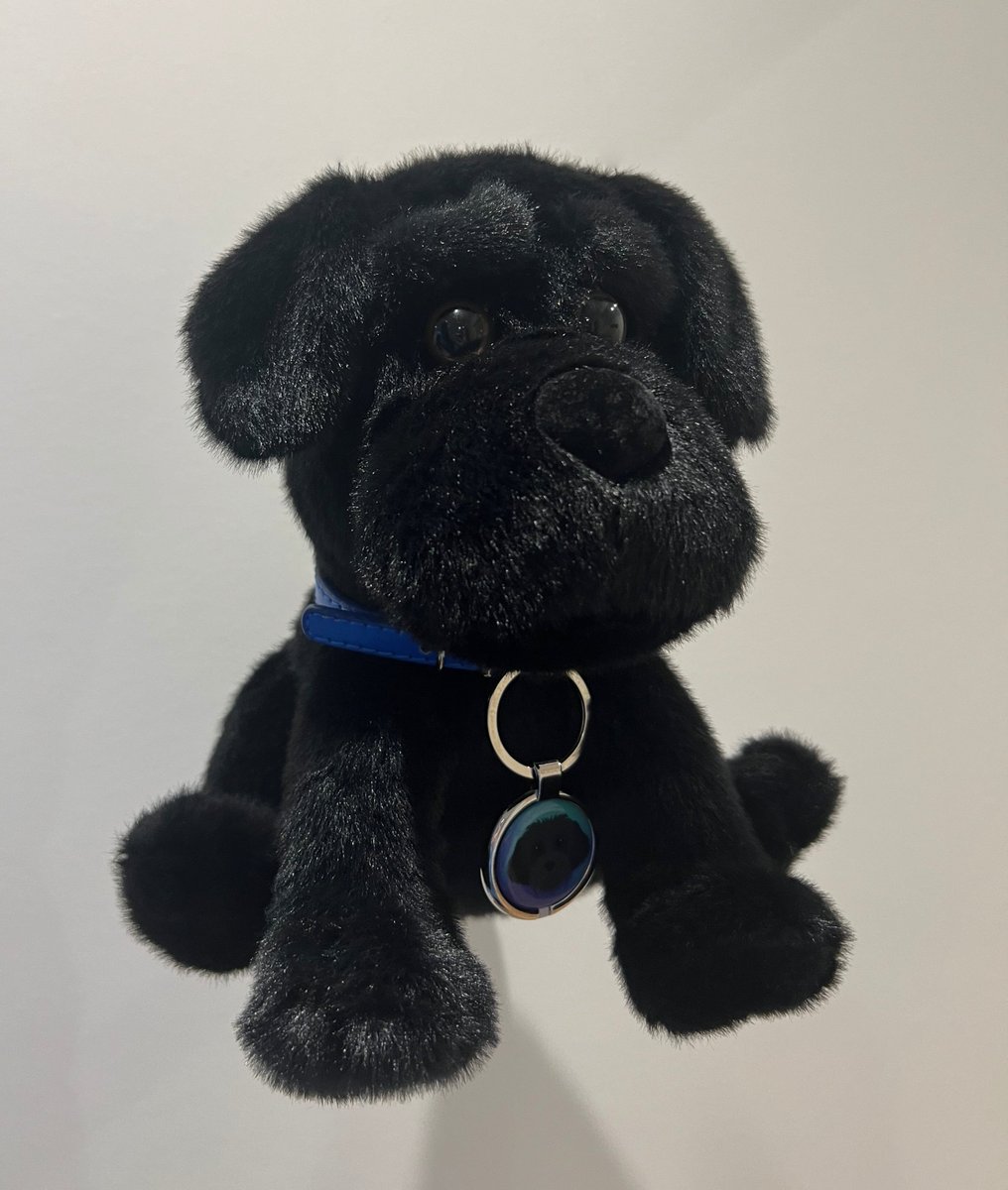 MyroSOL's tweet photo. The long-awaited Myro plushies are here, with the team receiving the first samples 🐕‍🦺 

Mass production is in progress and are expected to begin shipping in around 30 days 📨

Plushies are 70% sold out, you can still pre-order them on our website https://t.co/DnjIjtZJYv with Crypto + Credit Card through @helio_pay 📦