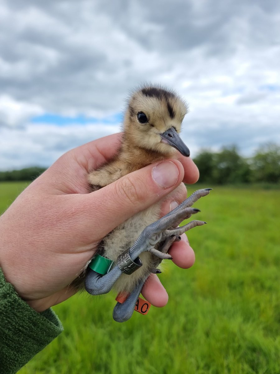 A few days spent with the SAV team tracking their radio-tagged chicks in preparation for post-release monitoring of our Headstarted curlew.

Thanks to <a href="/KaneBrides/">Kane Brides</a>, <a href="/Dan_Gornall/">Daniel Gornall</a> &amp; <a href="/andy_scott95/">Andy Scott</a> for showing me the ropes!