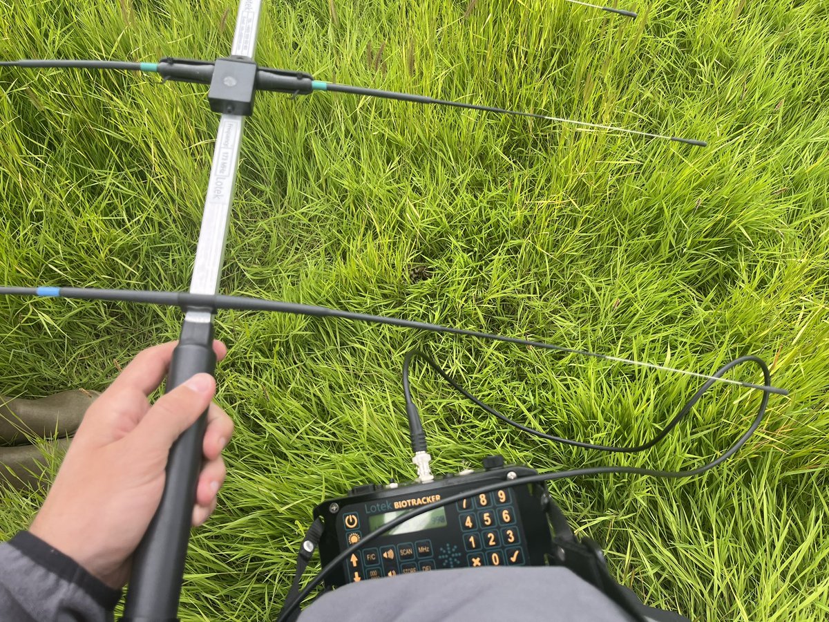 JordanPargeter's tweet photo. A few days spent with the SAV team tracking their radio-tagged chicks in preparation for post-release monitoring of our Headstarted curlew.

Thanks to @KaneBrides, @Dan_Gornall &amp; @andy_scott95 for showing me the ropes! https://t.co/92uHsKtOFE