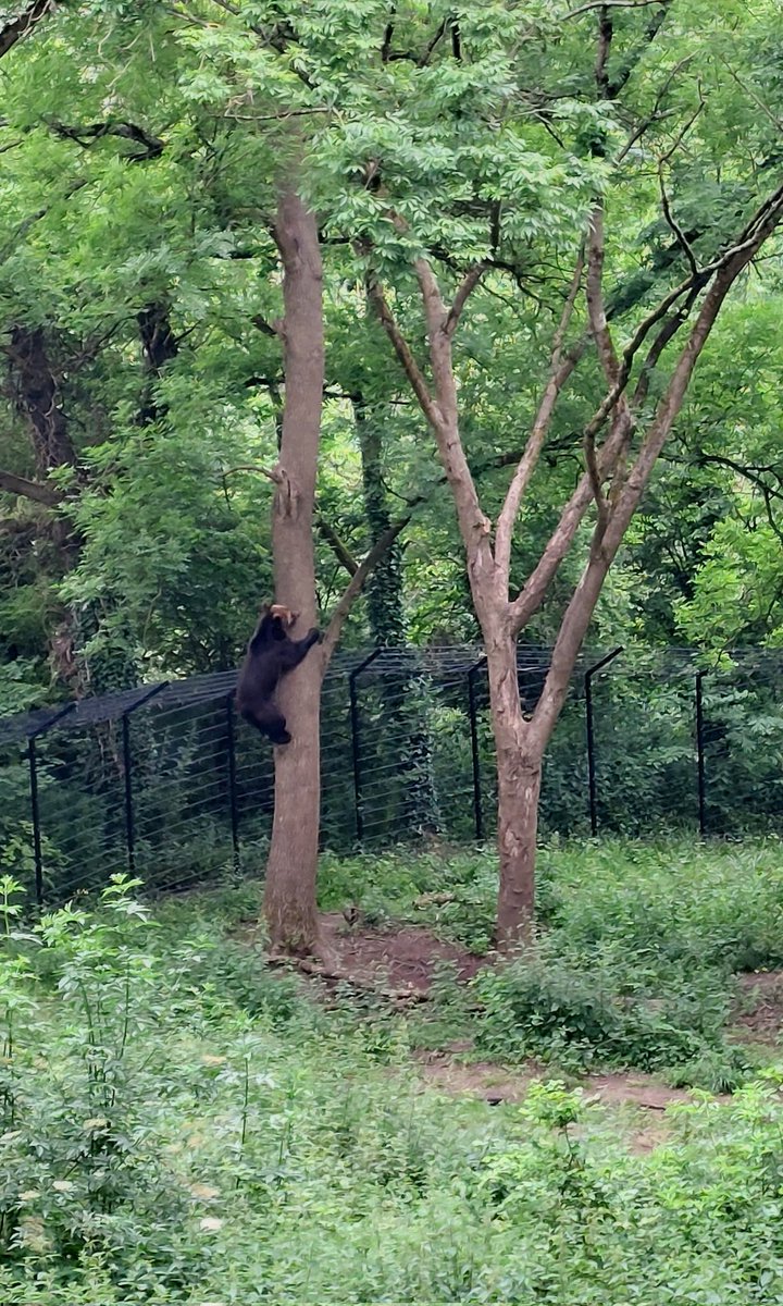 We found wolverines, wolves and bears!