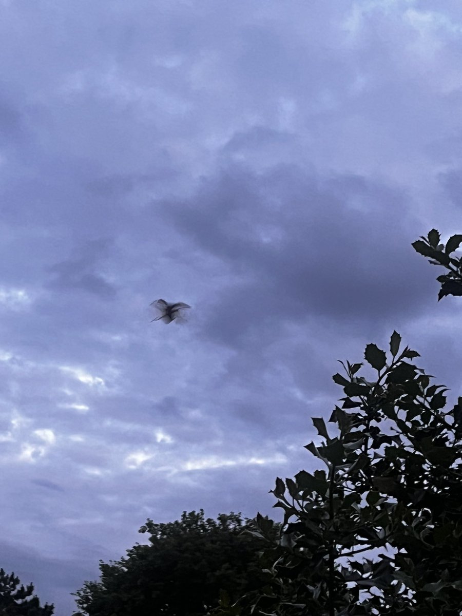 JamesSmallVideo's tweet photo. @BBCSpringwatch @PTES Two huge males in Winchmore Hill. N21 London https://t.co/8kwPUjKu3z