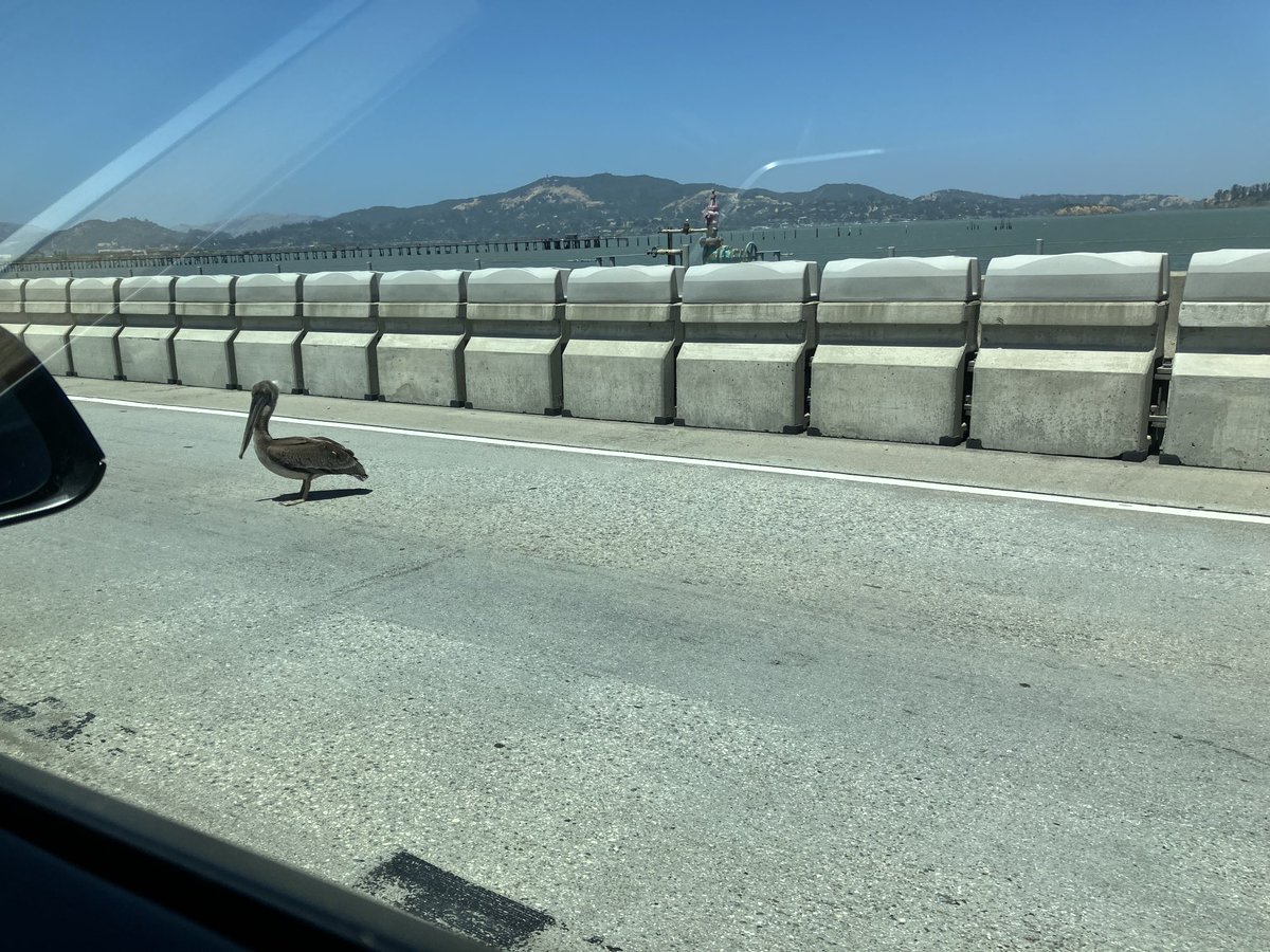 Pelican x-ing on the Richmond Bridge