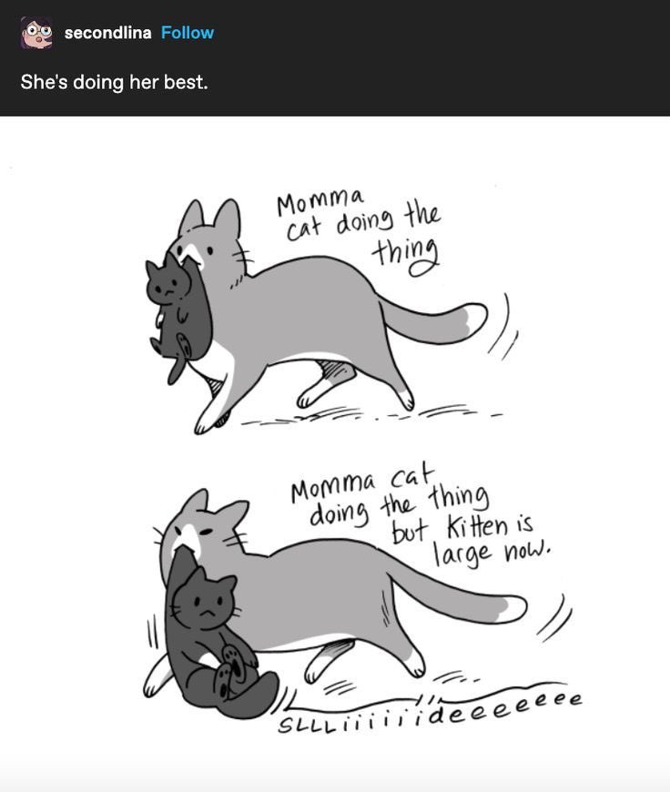 PunchingCat's tweet image. 