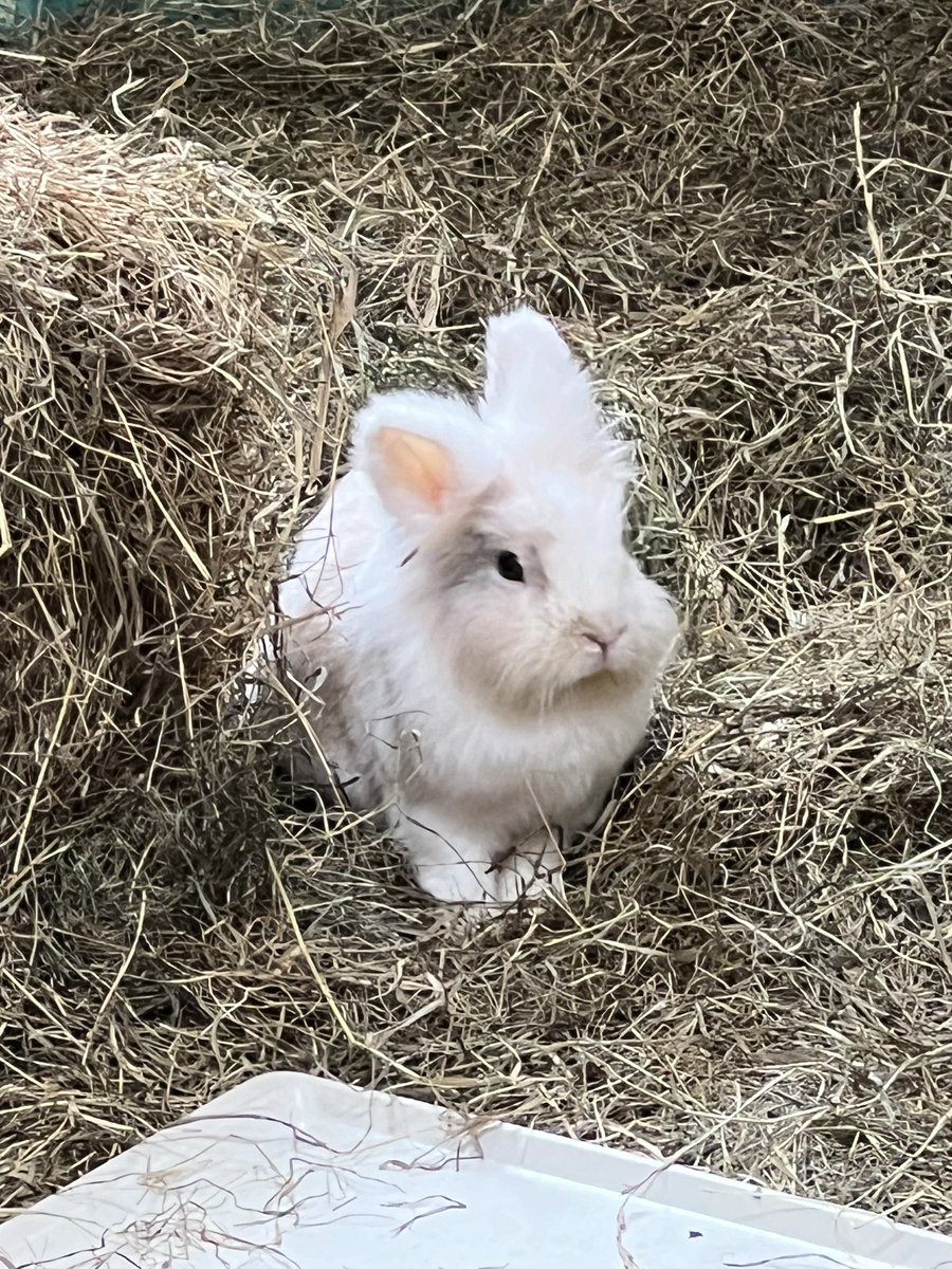 Jetzt einfach mal Karnickel-Content. So niedlich. 🐰 🤗
