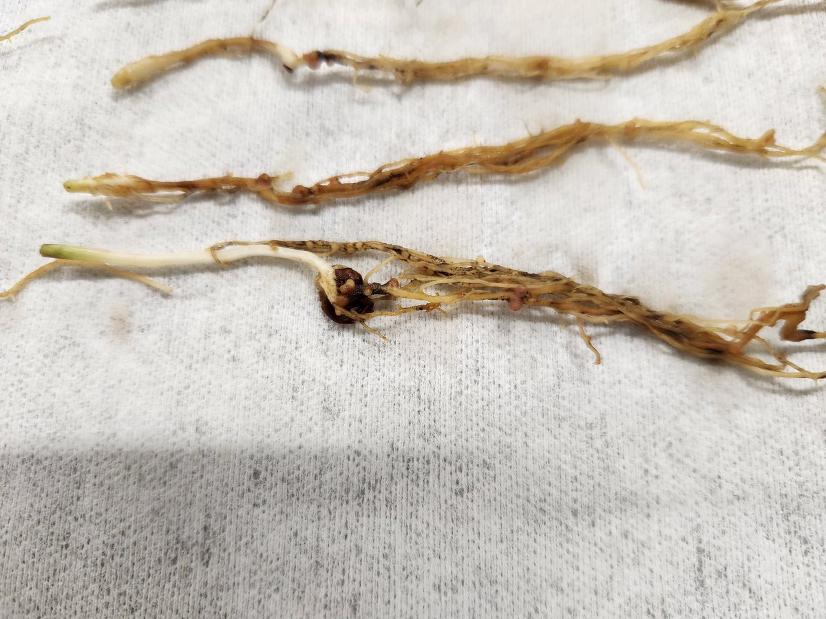 Syama Chatterton tweet media