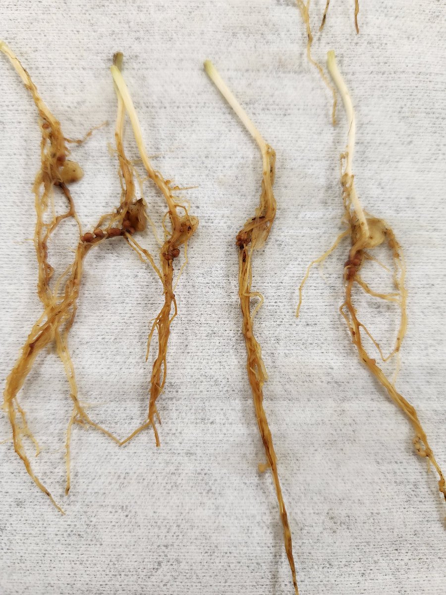 Syama Chatterton tweet media